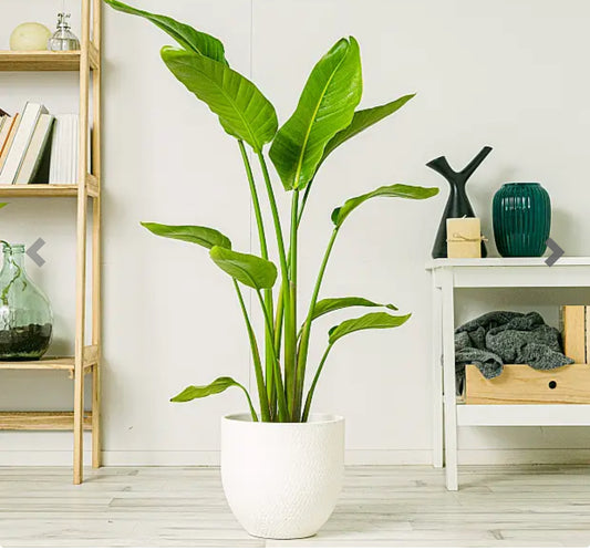 Ave del paraíso planta exótica