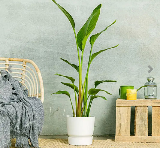 Ave del paraíso planta exótica